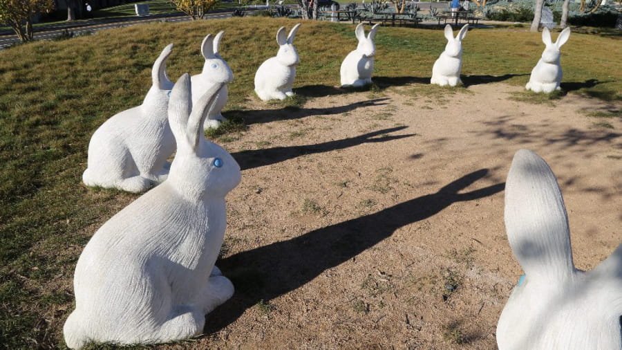 rabbits in newport beach